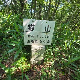 野良