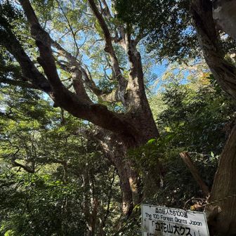 森の巨人100選
立花山大クス🌳

幹周785cm
樹高30m
推定年齢300歳以上