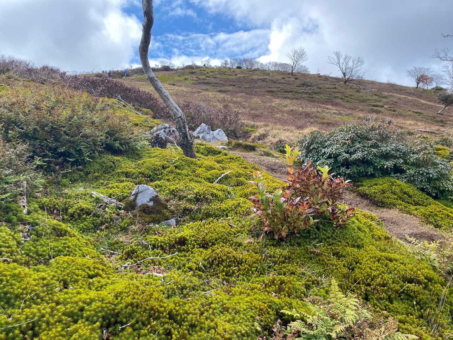 禅寺の庭のように　苔と石そして木　
あ　それは逆だね　こちらが元
