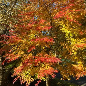 綺麗なもみじありました