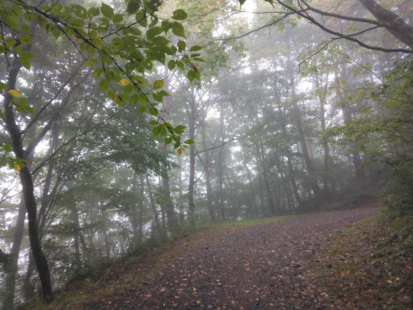 霧で幻想的