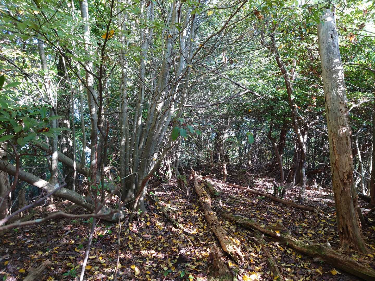 この辺が文殊山山頂ですが、山名板など目印になるものは全然無いですね