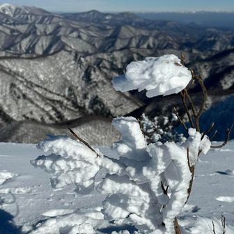 山頂の霧氷の華😘