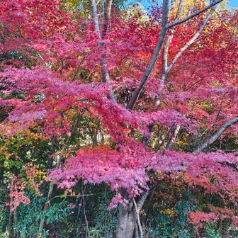 まだまだ紅葉は楽しめます