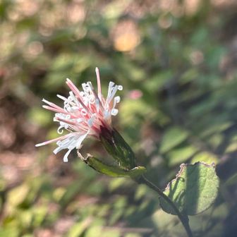 コウヤボウキ
やっぱりお花があると嬉しい☺️