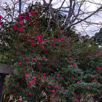 登山口の山茶花