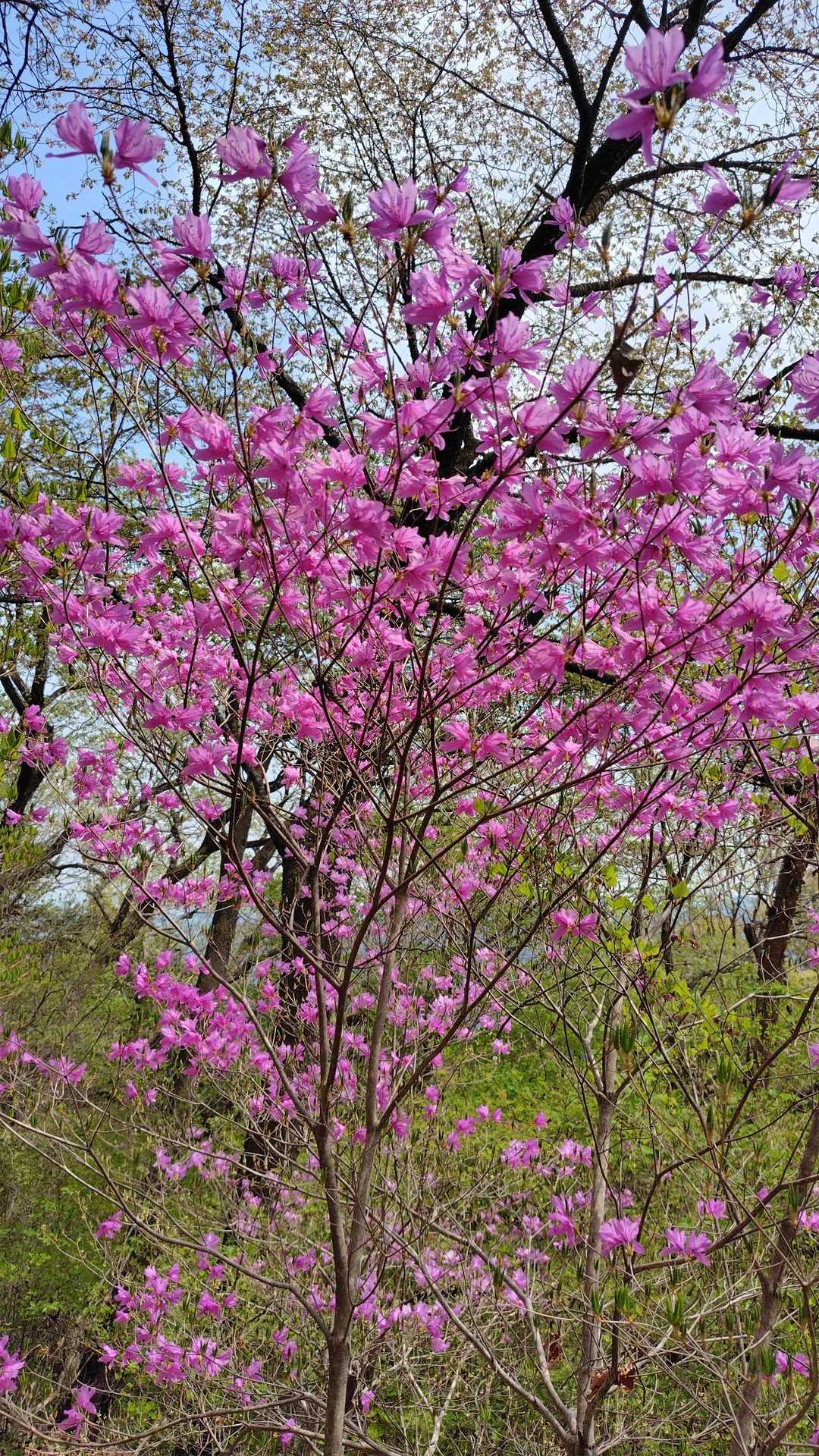 ツツジはこれから満開になる感じ。つぼみが沢山見れました。