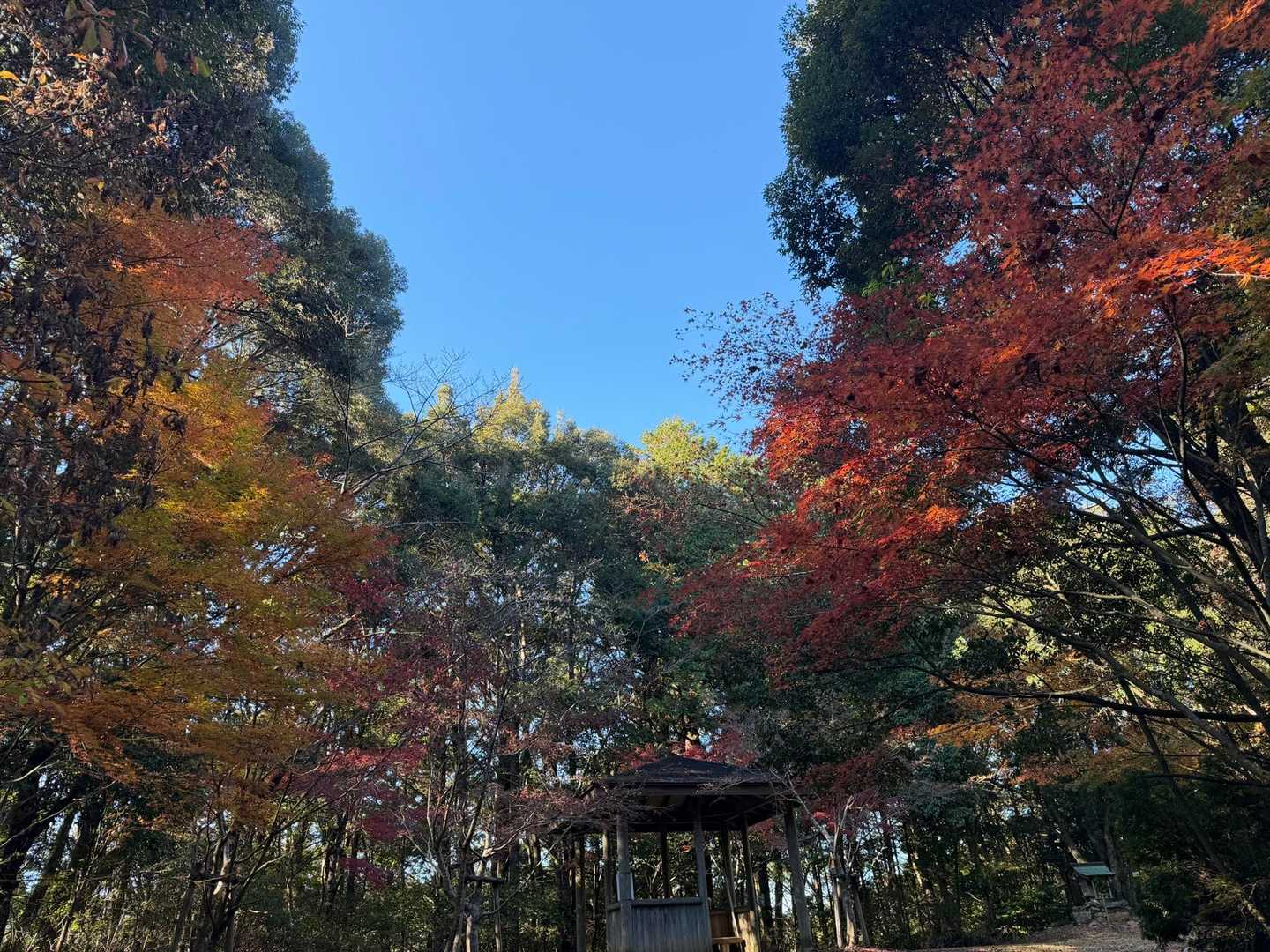 まだ少し残ってました🍁