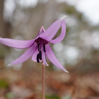 正面から👀るとピンク色に
同じ花なのですが花ビラの色が全然違います？不思議です。