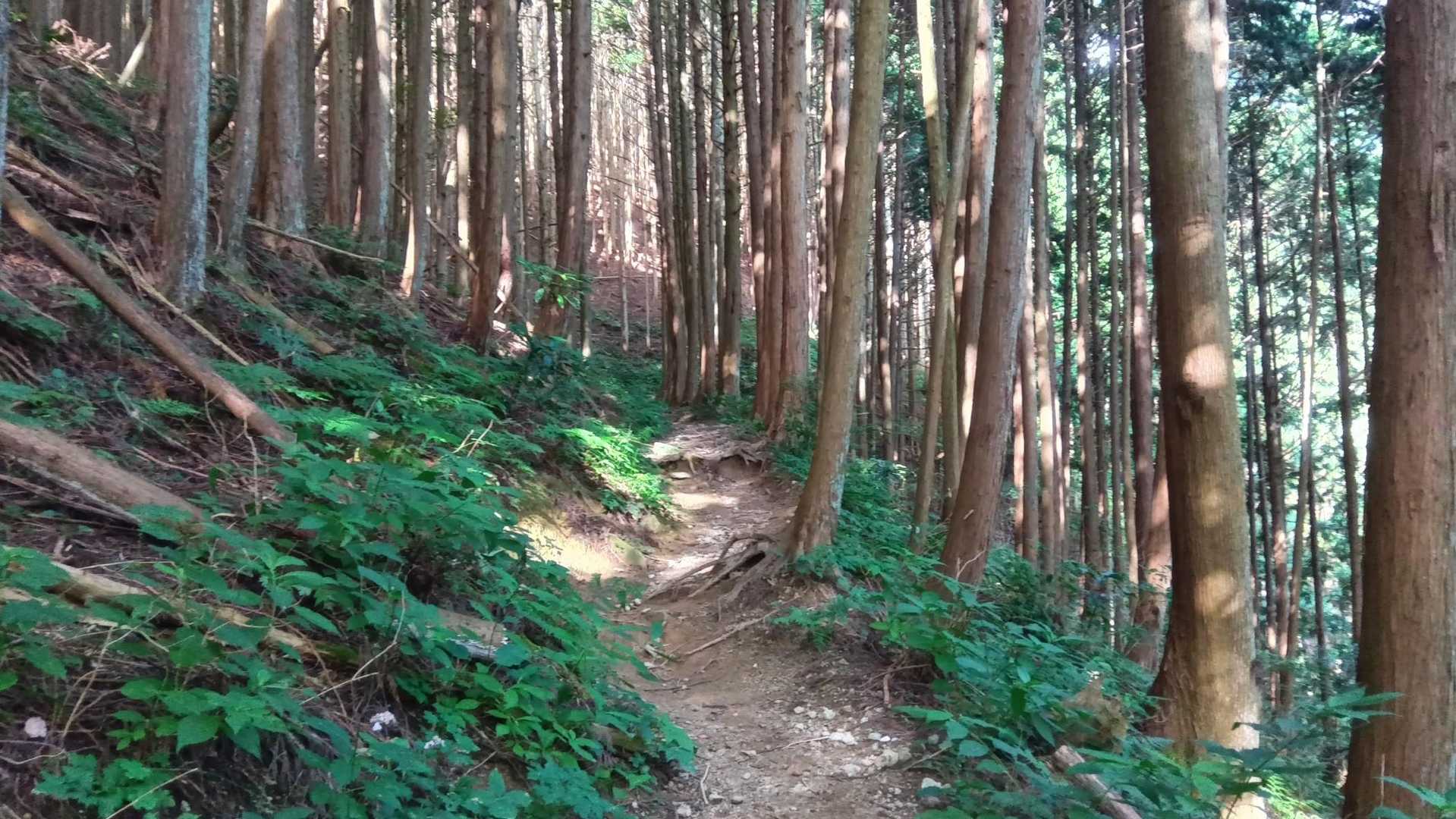 ぽいねー