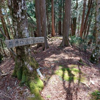 井戸口山まで戻ってきて
ラストピークの大高遠山へ向かいますが、山頂から南の尾根を降りてスーパー林道へショートカットする算段😁