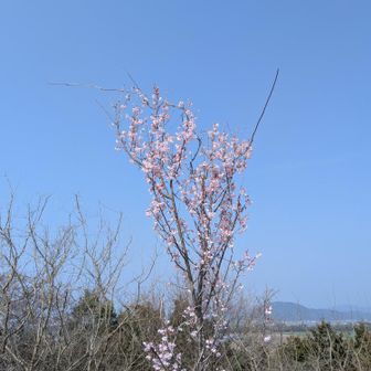 桜の1種