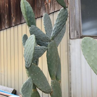 ウチワサボテン属のオオマルボン🌵