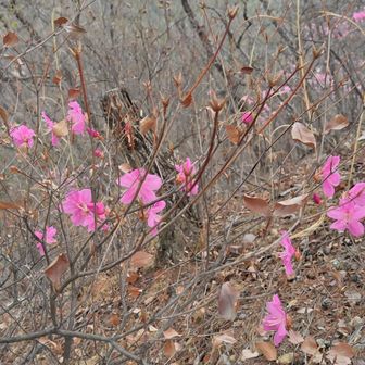 蕾いっぱい！　何故去年の枯葉が沢山ツイテいるのかな？