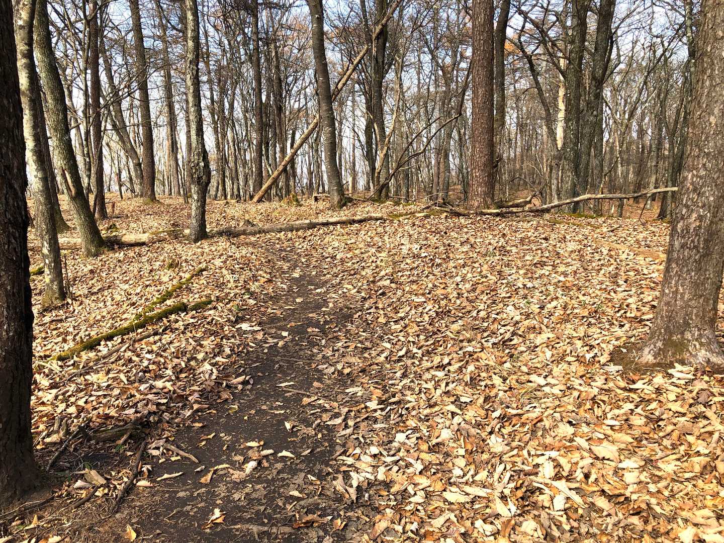 星尾峠-荒船山-荒船山 往復コースの写真