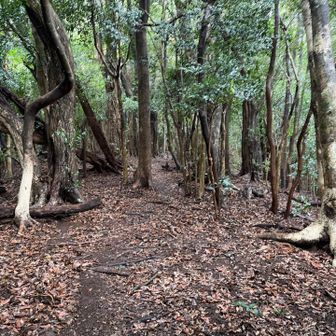 登りはロープ場や岩場で写真を撮る余裕がなかった