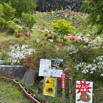 途中花咲山に寄ってみる