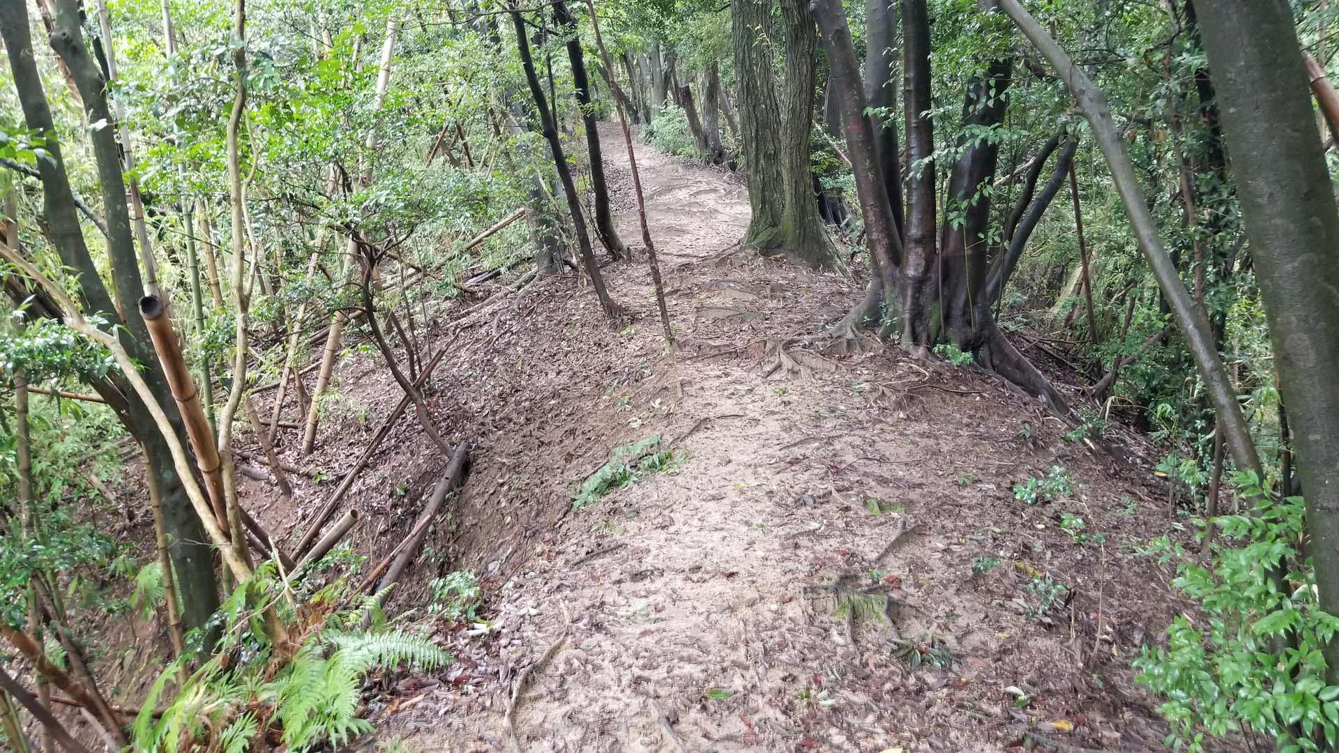 こんな尾根道もあります。こんなところは楽ですが、きょうは湿度100％に無風のため、汗💦ゲロゲロです。そうでなくてもゲロゲロです。