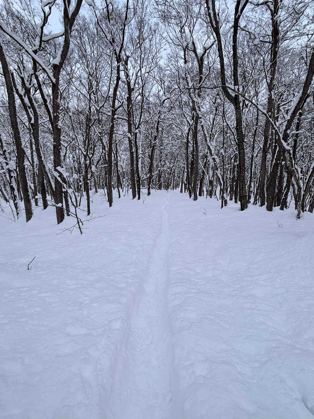 トレースはありますが素材が全然見つからず☃️