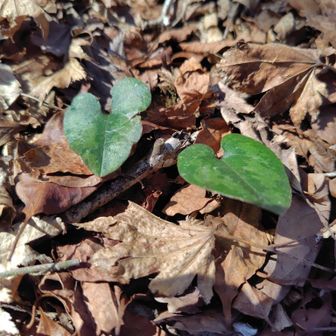 カタクリの葉っぱかとおもったらカンアオイと。山頂周辺にたくさんあります。