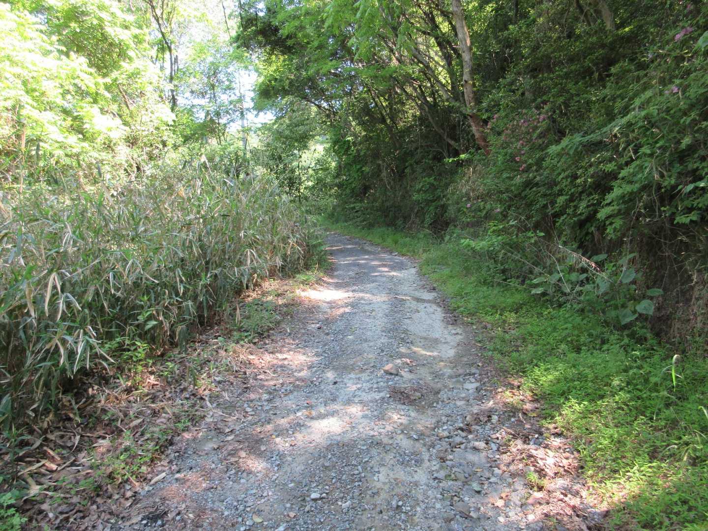 こんな道。