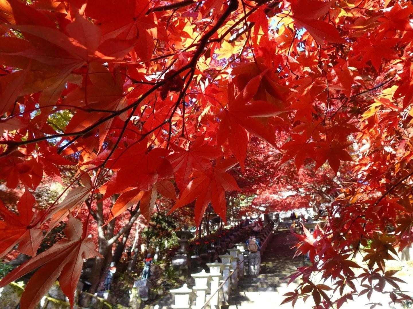 阿夫利神社下社-大山-見晴台 周回コースの写真