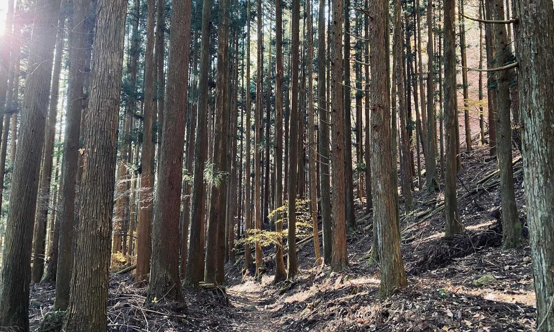 ずーっと急な下り坂
これ登りは大変だなぁ🙄💦景色ないし心が折れるかも⤵︎
