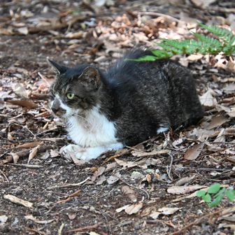 小虎の見送り、いってきます