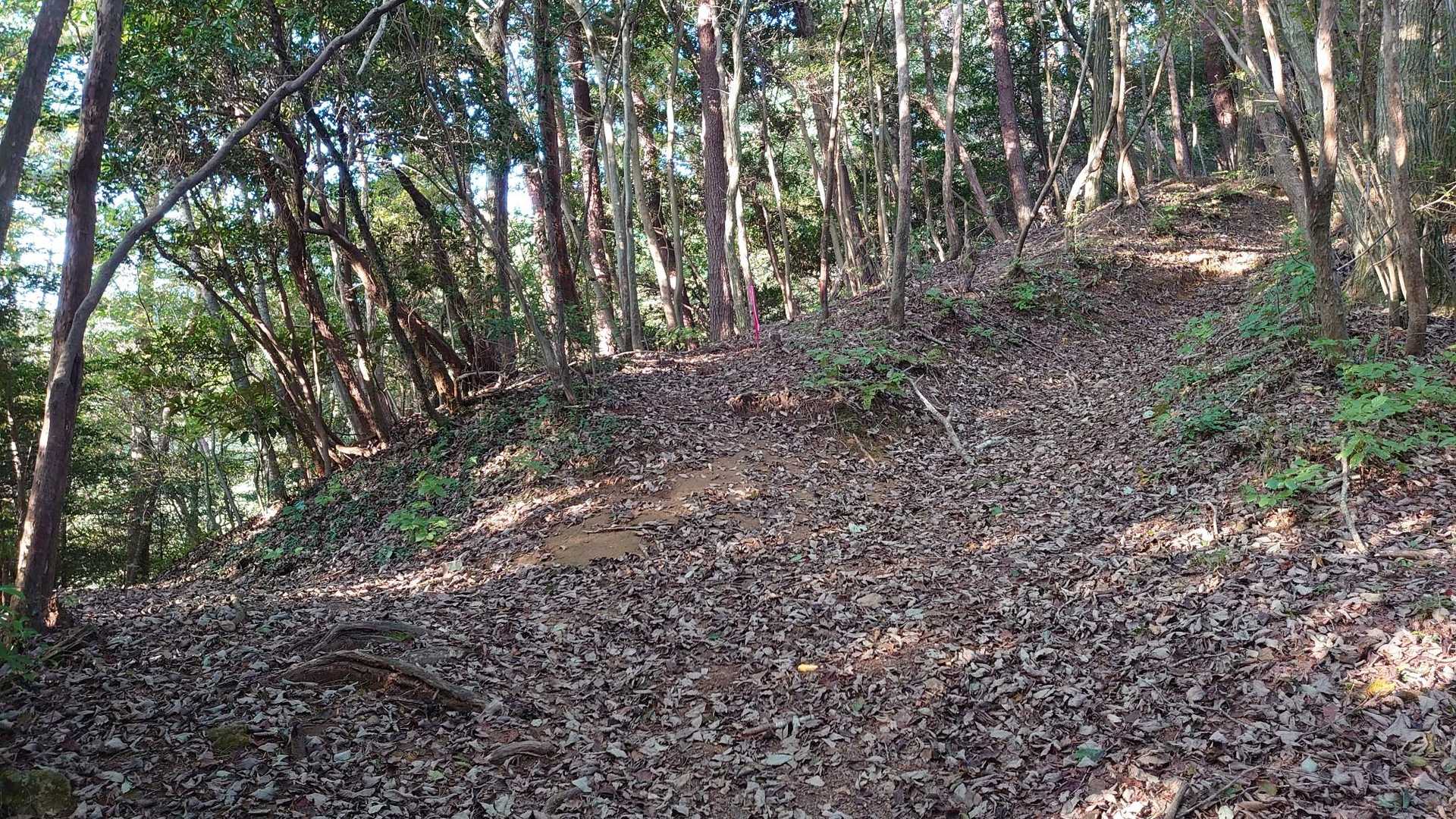 分岐たくさん。でも合流するらしい