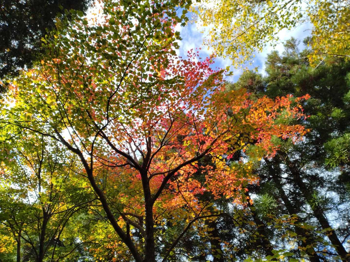 見上げると、紅葉🍁。