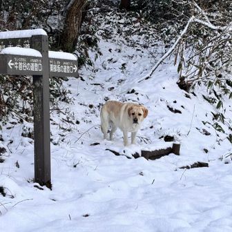 ここに降りてきた