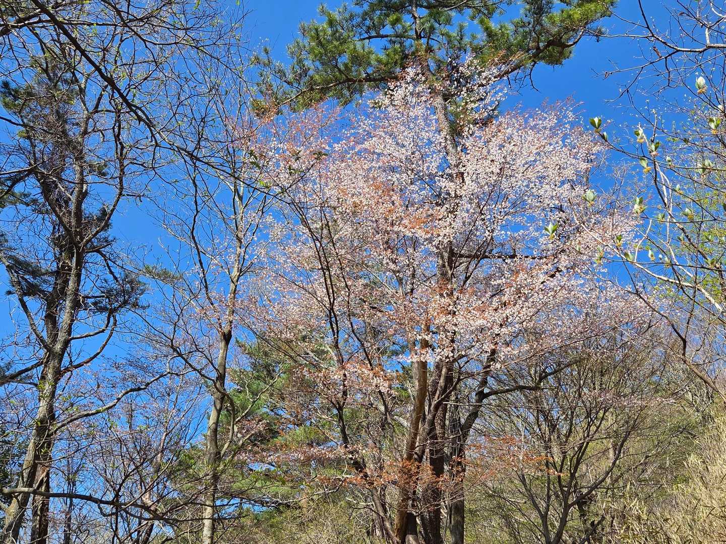 山桜、まだ結構咲いてました。