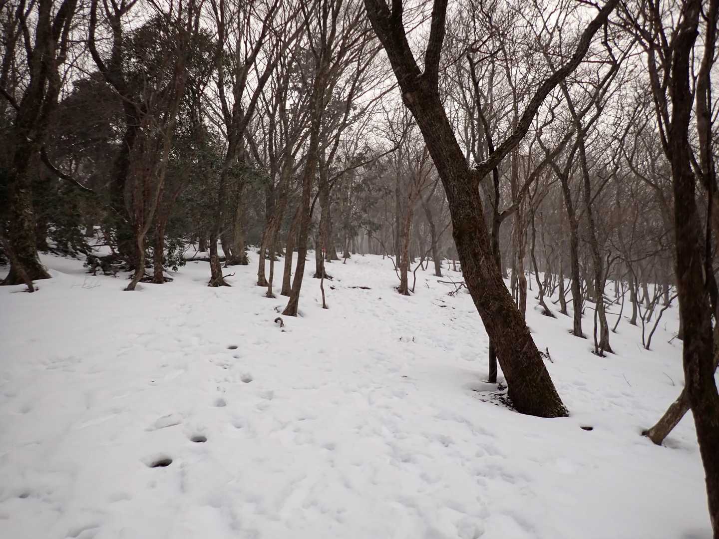 まだツボ足でいけますがスノーシューを装着　ヒールアシストでふくらはぎが楽だから