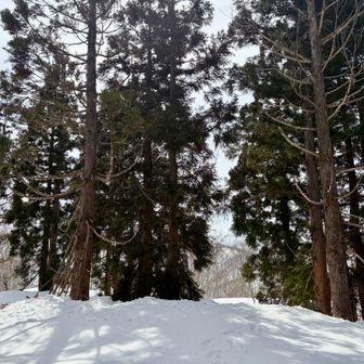 マルツンボリ山に到着
山札が分からなかった。
北陸の百山(91/100)
※山名は丸いツンボリ（丸っこい台）のような山という意味で山頂はその名の通り広く平らだった。
