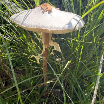 とても大きいキノコ🍄‍🟫