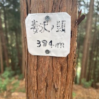 妻沢ノ頭登頂384m