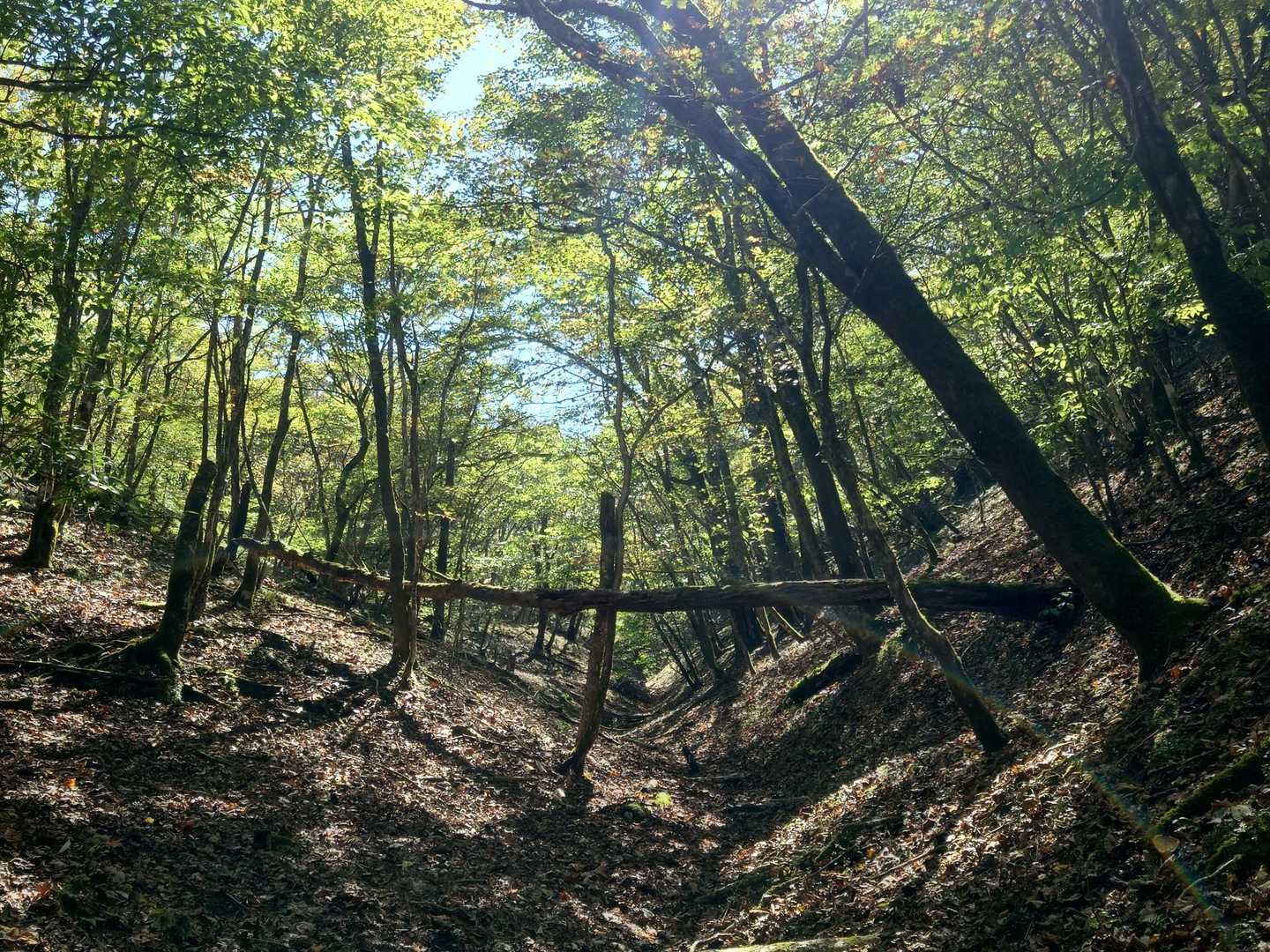 畑尾山-アザミ平 周回コースの写真
