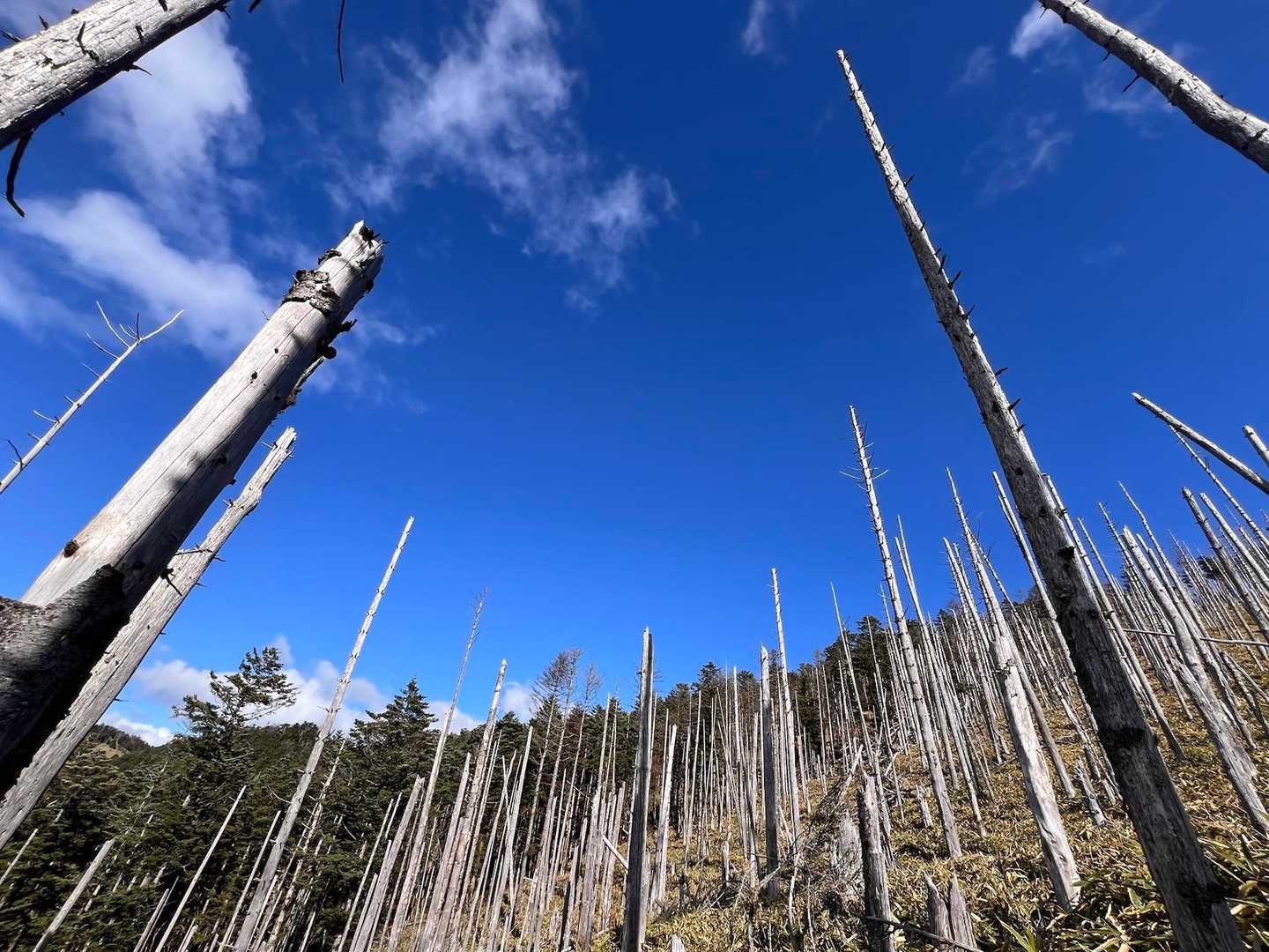 そういえば、縞枯れ現象も有名よね。こうやって撮ると、剣山(けんざん)に見えるのは私だけ？