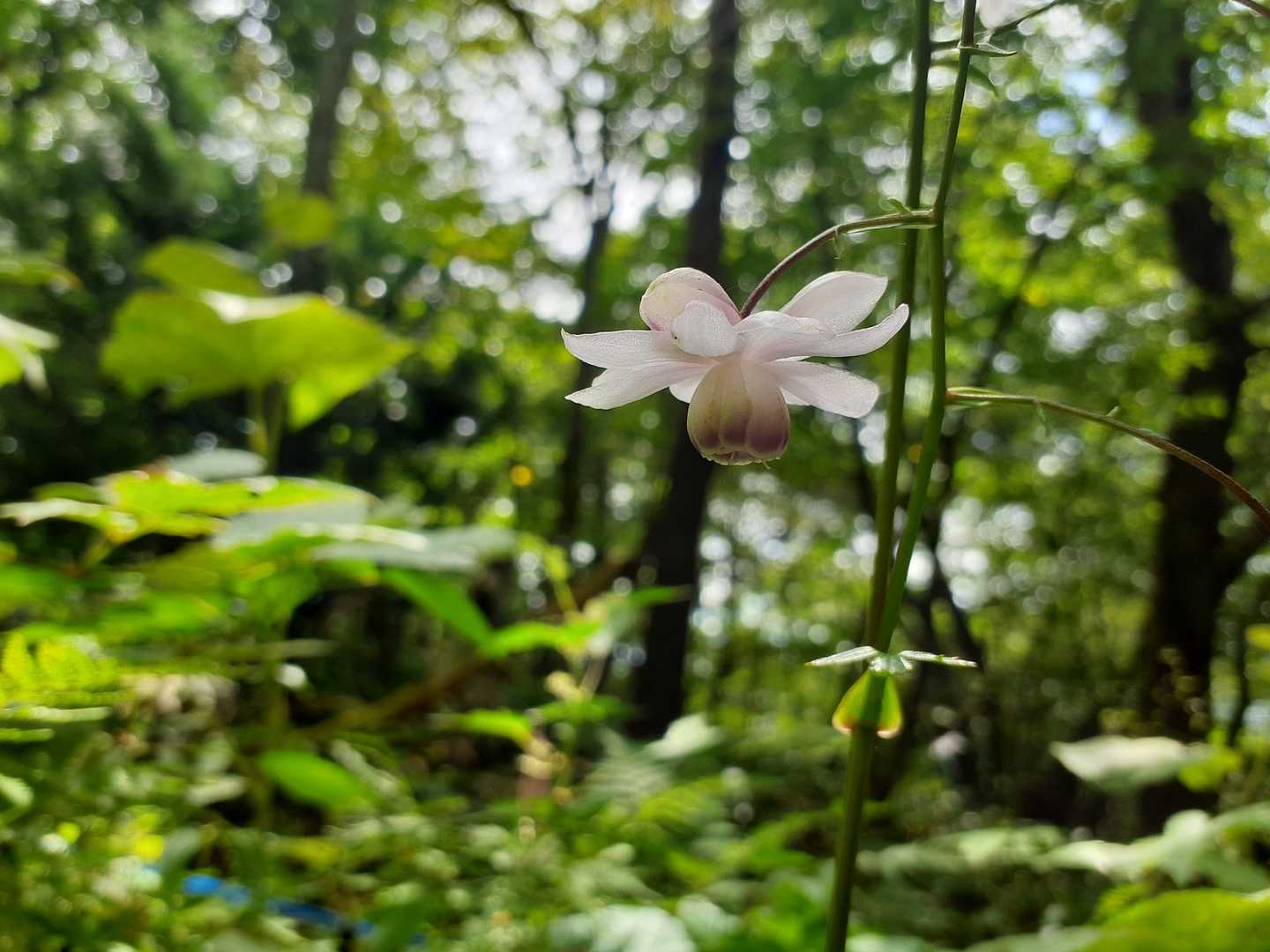 まさに妖精が飛んでいるよう🪶この花、一輪撮る方が好きです🌼