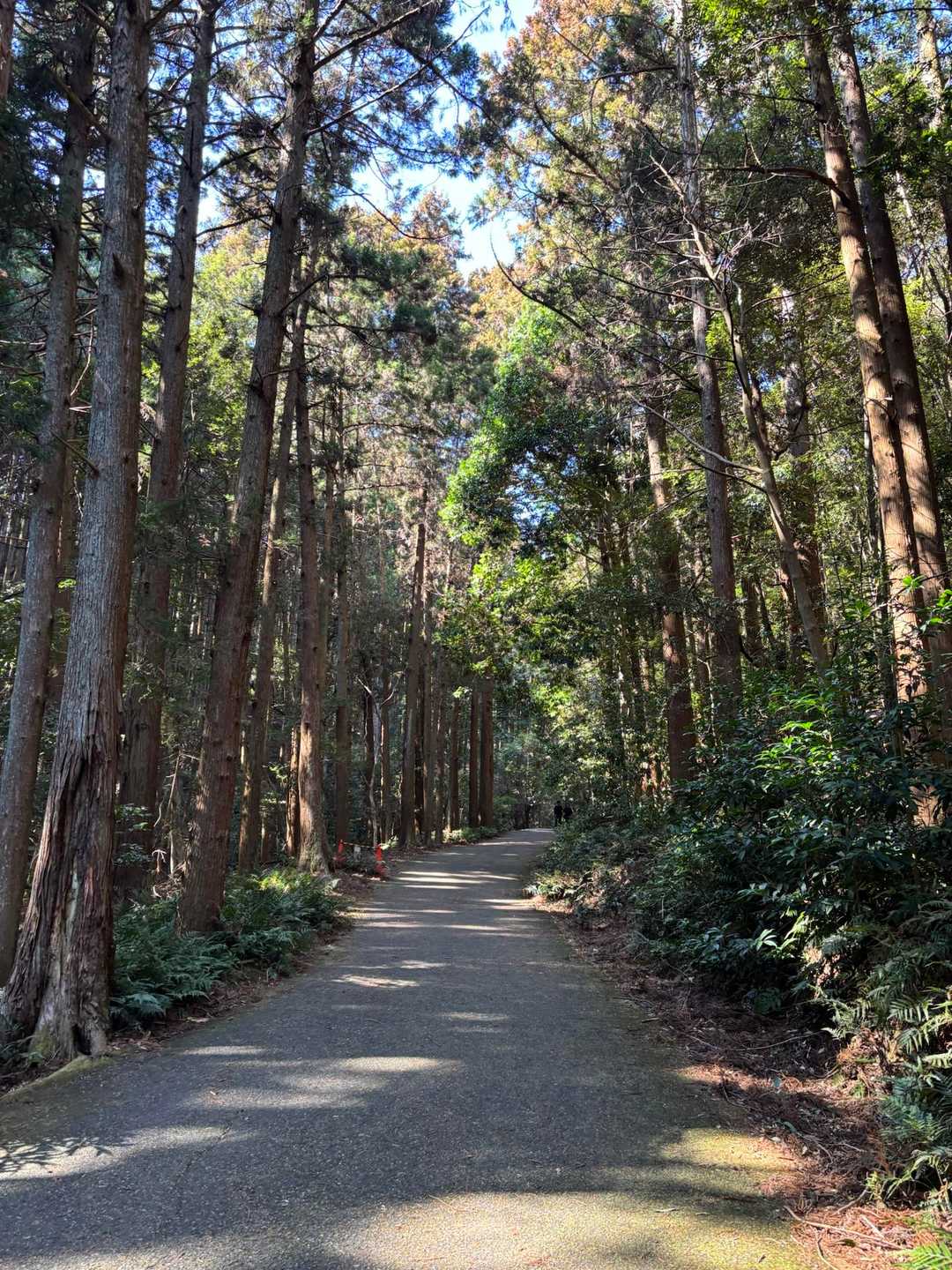 観光でも来れるので歩き易し