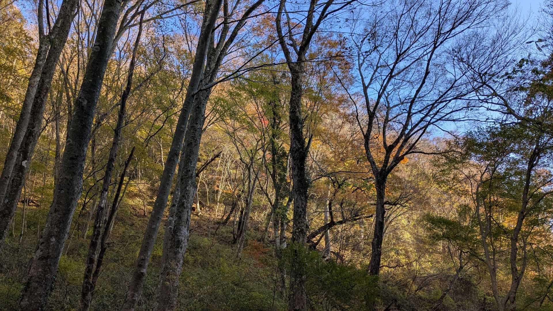 登り返し、黄葉の雰囲気はまぁまぁかな～

背景が青空だと映えるね