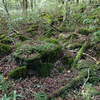 苔生した岩