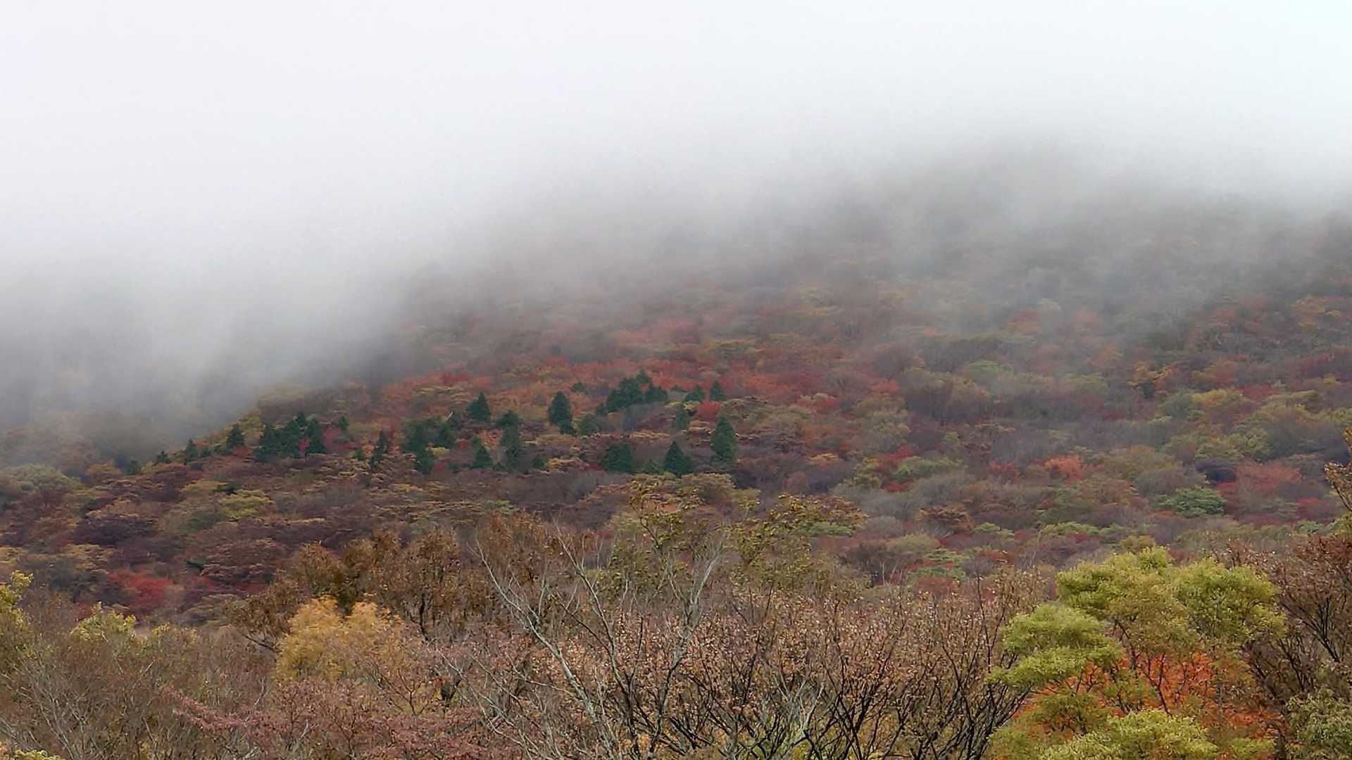 由布岳も中腹の紅葉は良い感じのようです。