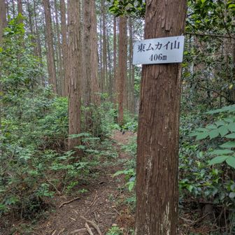 東ムカイ山　静か