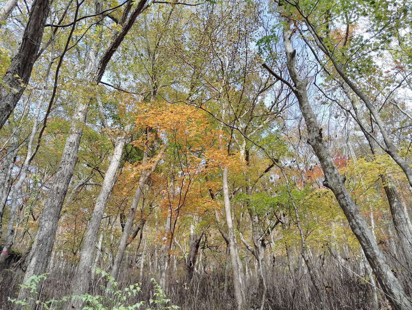 鎌倉岳 往復コースの写真