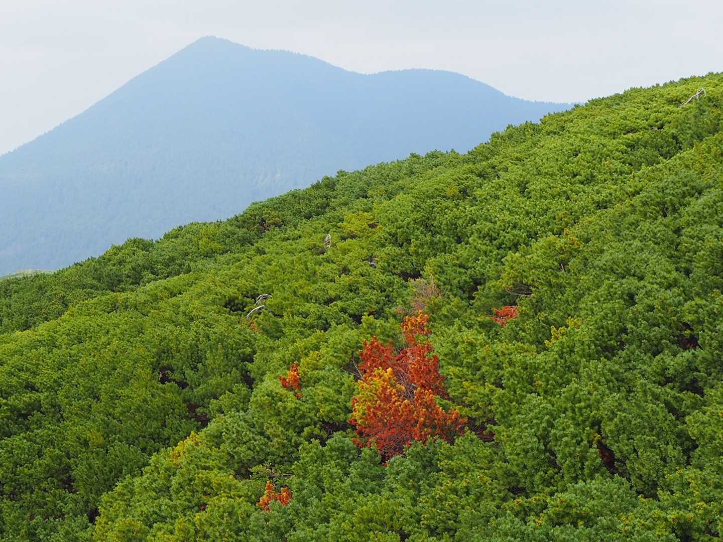 紅葉？とフップシ岳