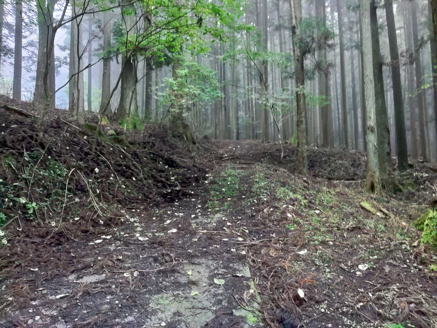東登山口-コル-高岩 往復コースの写真