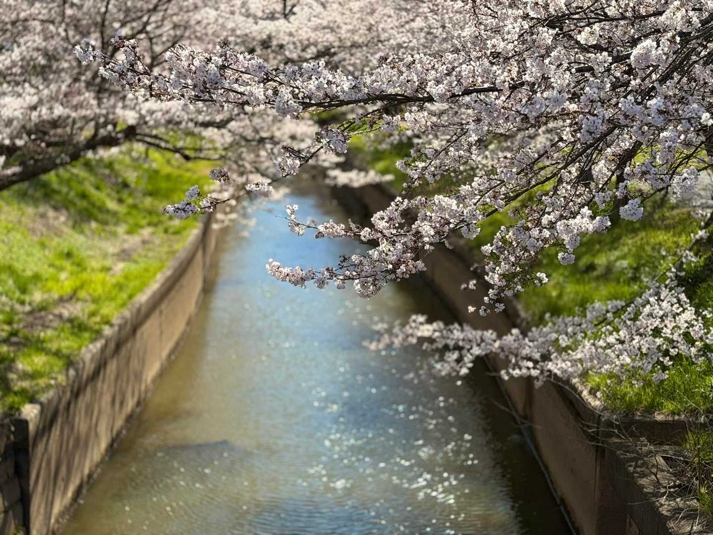 小牛田公園(通称 素山公園)入口付近の桜... / ischanさんのモーメント | YAMAP / ヤマップ