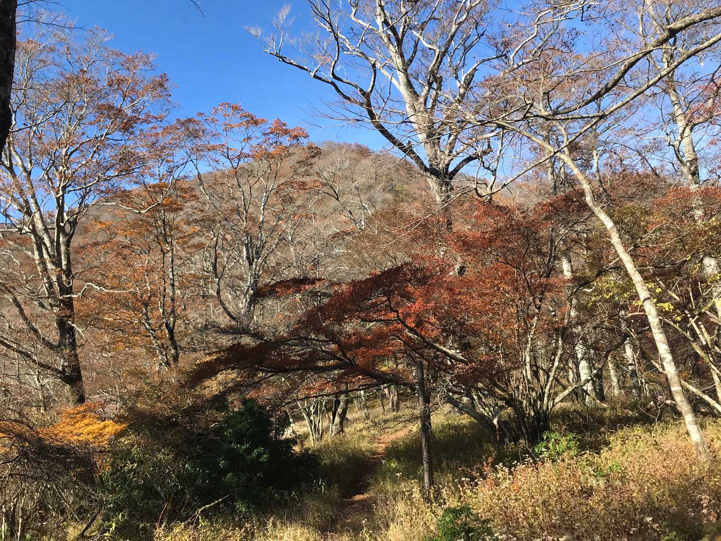 やっと頂上らしきが見えた！