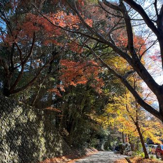 なんやかんや、紅葉は第一駐車場な1番綺麗かも笑
